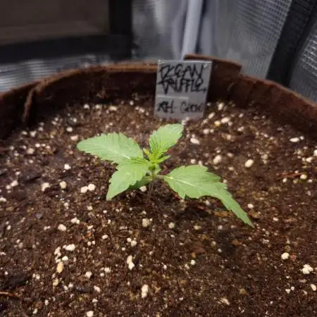 • Ocean Truffle •