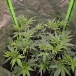 •LEMONITE • CLONES•