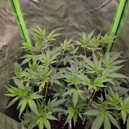 •LEMONITE • CLONES•