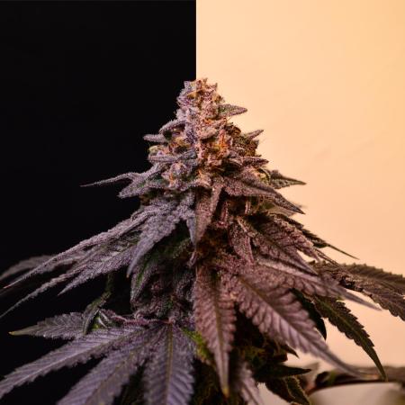 •OceanTruffle • Clones•