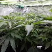 • Ocean Truffle •