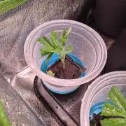 Reverse Project - Collodial Silver