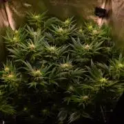 •LEMONITE • CLONES•