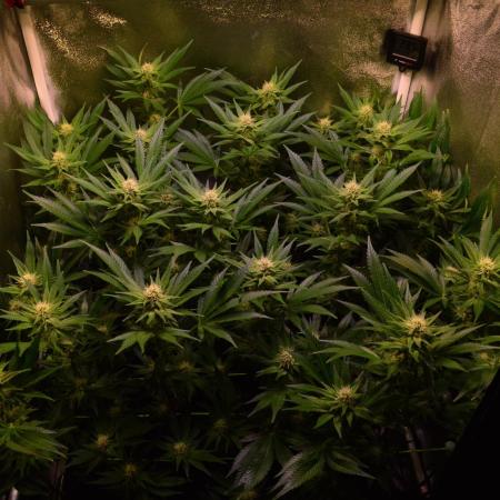 •LEMONITE • CLONES•