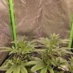 •LEMONITE • CLONES•