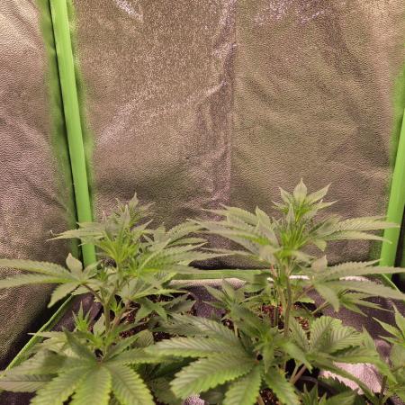 •LEMONITE • CLONES•