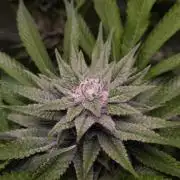 • Lemon Orange •