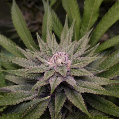 • Lemon Orange •