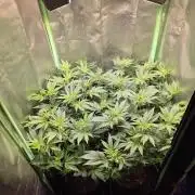 •LEMONITE • CLONES•