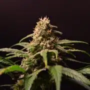 •Strawberry Guava BX•