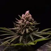 • HELGA • Critical Mass •