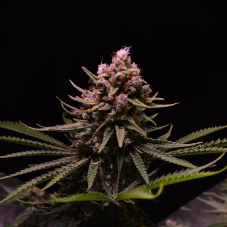 • HELGA • Critical Mass •