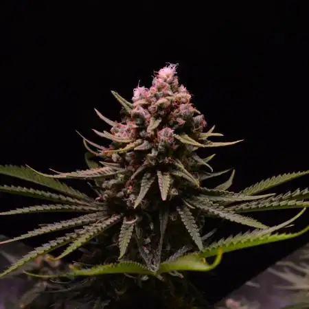 • HELGA • Critical Mass •