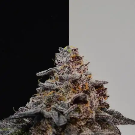 •OceanTruffle • Clones•