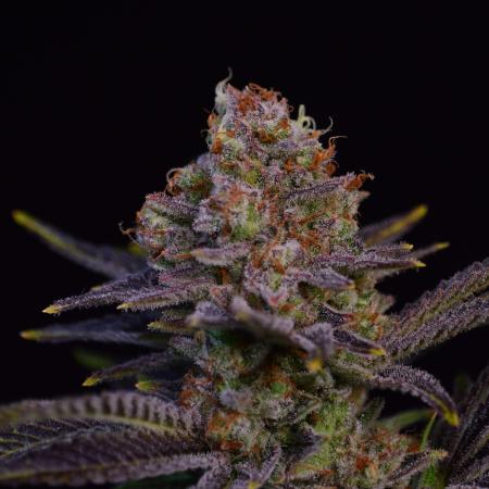 •LEMONITE • CLONES•