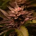 •WC×BBC • Lemonite•