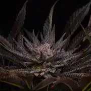 • Lemon Orange •