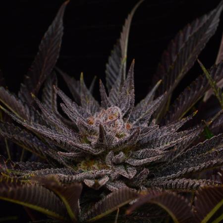 • Lemon Orange •