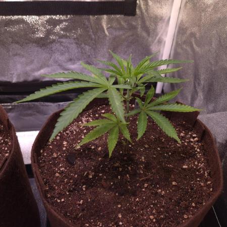 •OceanTruffle • Clones•