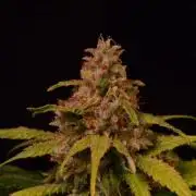 •Strawberry Guava BX•