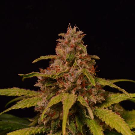 •Strawberry Guava BX•