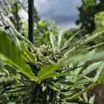 • GUAVA • OUTDOOR •