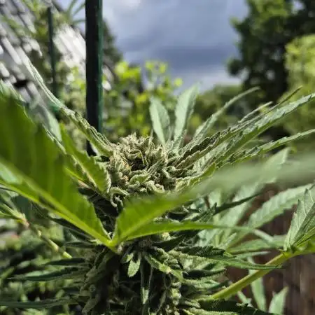 • GUAVA • OUTDOOR •