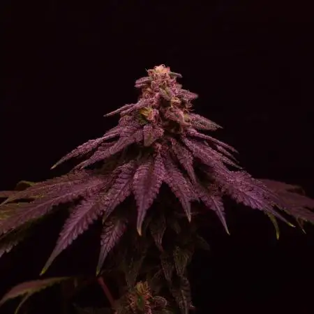 •OceanTruffle • Clones•