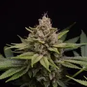 • Fruity Pebbles •