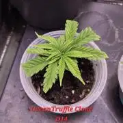 •OceanTruffle • Clones•