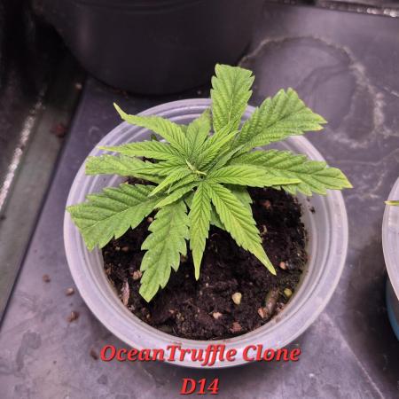 •OceanTruffle • Clones•