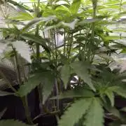 • Ocean Truffle •