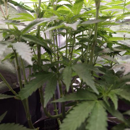 • Ocean Truffle •