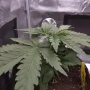 • Ocean Truffle •