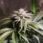 Outdoor moves Indoor Experiment/Breeding