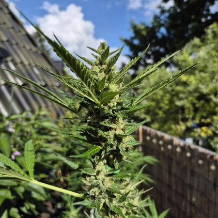 • GORILLA COOKIES • OUTDOOR •