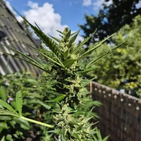 • GORILLA COOKIES • OUTDOOR •