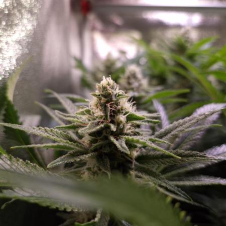 •LEMONITE • CLONES•