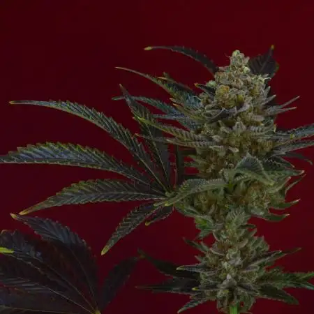 •WC×BBC • Lemonite•