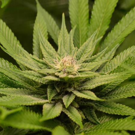 • Lemon Orange •