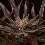 • Lemon Orange •