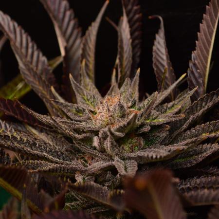 • Lemon Orange •