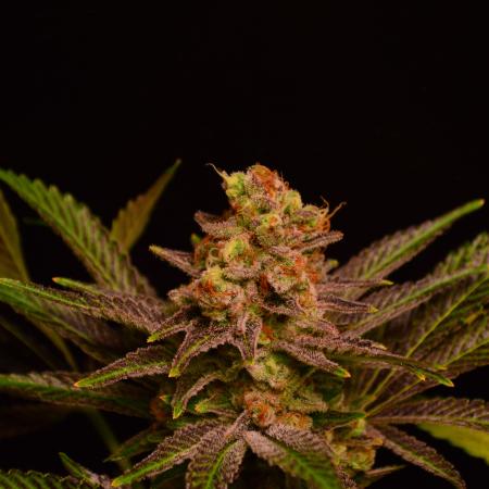 •LEMONITE • CLONES•