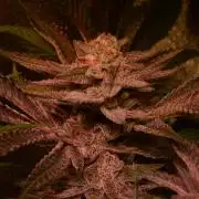 •WC×BBC • Lemonite•