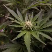 •LEMONITE • CLONES•