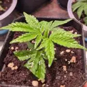 Reverse Project - Collodial Silver