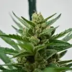 • GORILLA COOKIES • OUTDOOR •