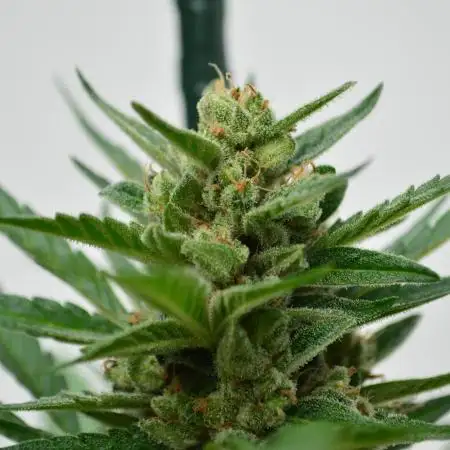 • GORILLA COOKIES • OUTDOOR •
