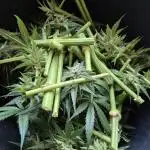 Outdoor moves Indoor Experiment/Breeding