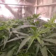 • Frozen BAG F2 •